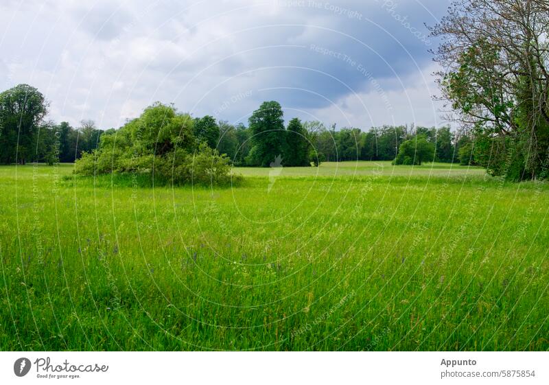 Wide green park landscape in fine weather with a large meadow in the foreground and a group of trees and bushes in the background Park Meadow Green far Large