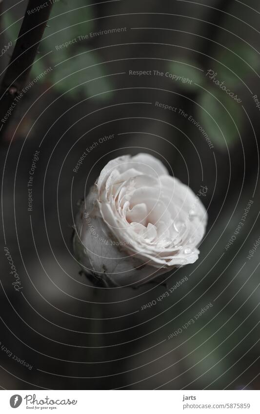 White Rose white rose memory Grief Flower Plant Transience Deserted Faded Nature Fragrance Close-up Sadness Exterior shot pink Blossoming Garden