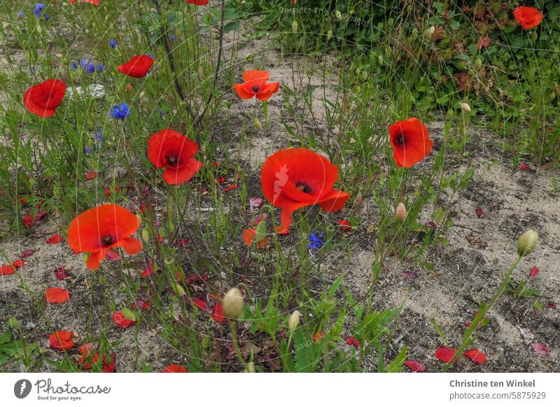 Poppies and cornflowers grow on sandy soil Poppy poppies Fallow land Summer Red Nature Corn poppy papaver Papaver rhoeas Summery Insect pasture Honey flora