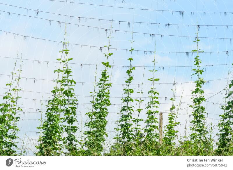 The hops grow Hop hop field hop cultivation Beer wort brew beer bitter substances Purity law Agricultural crop Agriculture Plant Green humulus Wort of the beer