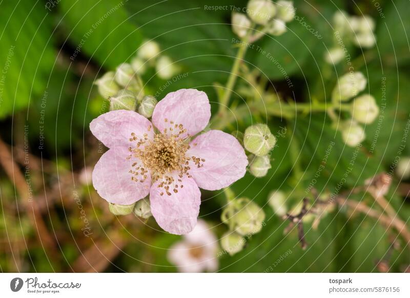 Flower unknown Blossom Nature Detail Spring Plant naturally Garden Colour photo Shallow depth of field Deserted Summer Blossoming Macro (Extreme close-up)