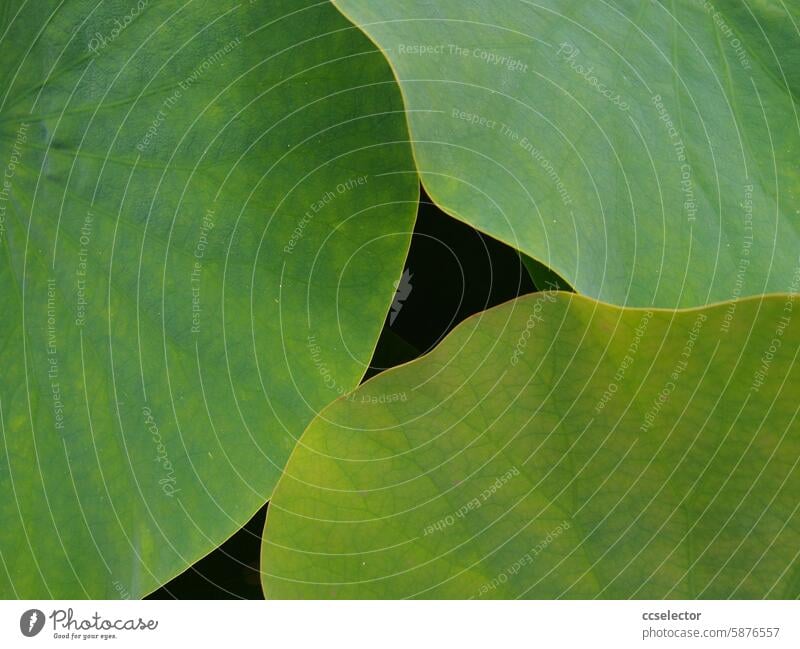 Large-leaved green plant in a botanical garden Nature Plant naturally Close-up Green Leaf harmony Exterior shot Foliage plant Garden