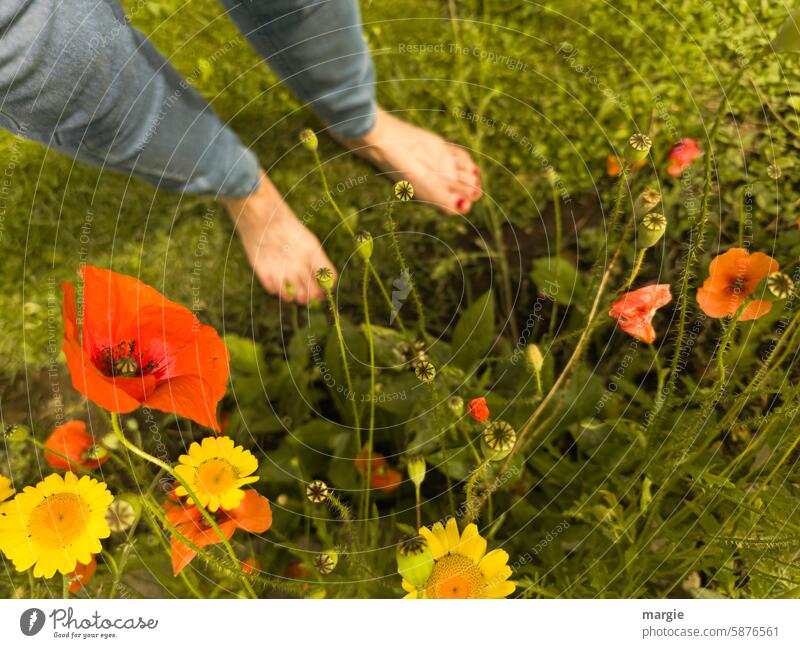 summer meadow Meadow Summer Flowering plant Woman Plant Blossom Feet Stand Jeans Poppy blossom Green Yellow Corn poppy Idyll Garden Bed (Horticulture) Toes