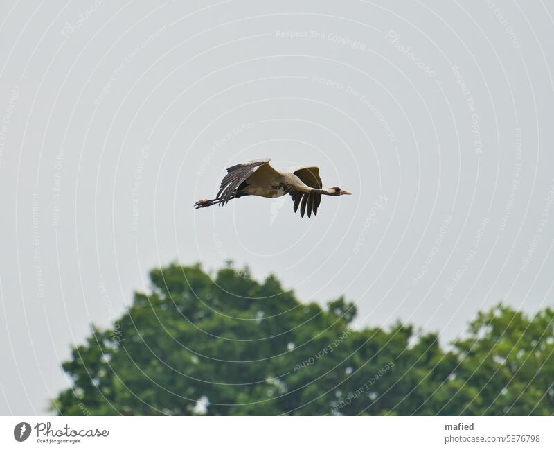 Crane flying over a field, a group of trees in the background flight Grand piano Swing Flying Bird Sky animal world Wild bird birdwatching overcast sky Gray