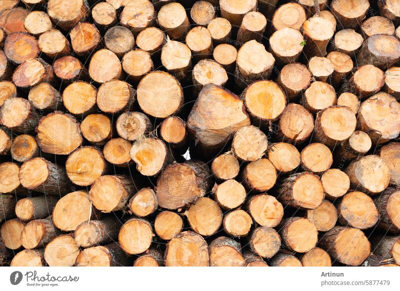 Pile of timber logs. Wooden logs. Certified sustainable timber from forests managed for reforestation. Wood company ensures transparency, traceability. Sustainable forestry practices. Wood supply.