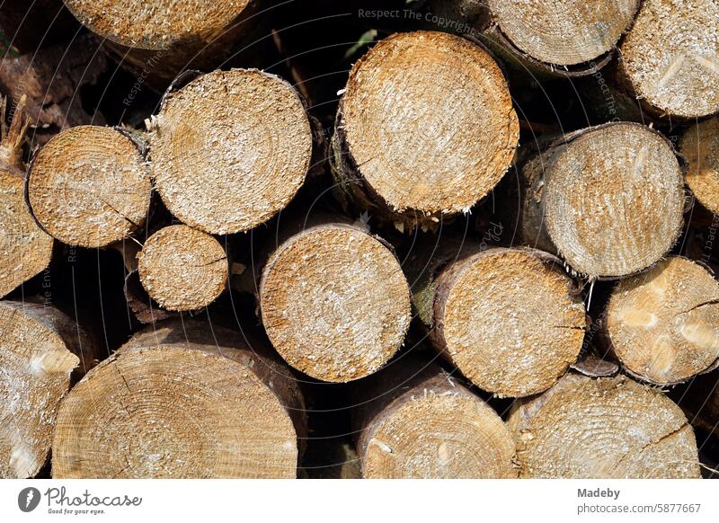 Pile of wood with sawn-up tree trunks after forestry work in Oerlinghausen near Bielefeld on the Hermannsweg in the Teutoburg Forest in East Westphalia-Lippe