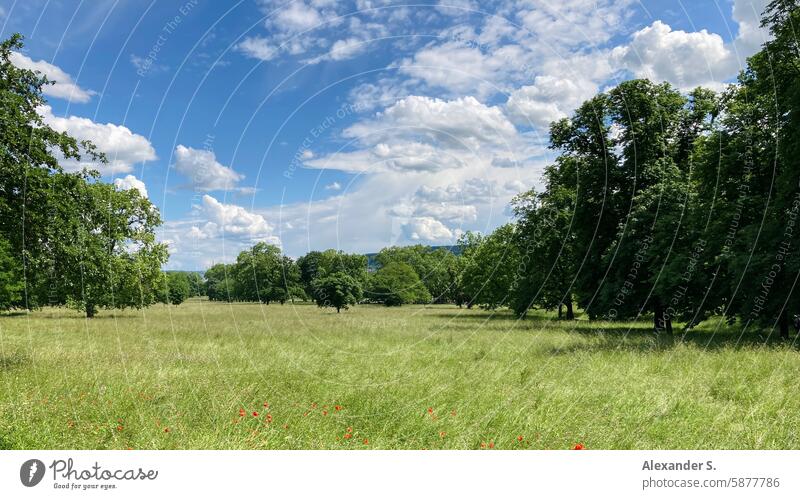 Meadow with trees in Rosensteinpark in Stuttgart Rosenstein park Park Clouds Clouds in the sky Sky city park Nature Landscape Green Grass Beautiful weather