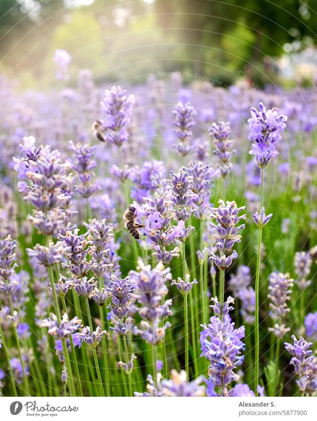Lavender field in bloom Field blossoms Violet Nature Summer Plant Blossom Fragrance Blossoming Green blurriness Close-up Shallow depth of field Flower pretty