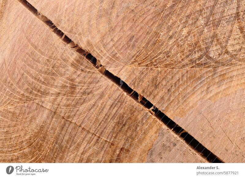 Cross-section through a tree trunk with a crack Tree trunk Wood Annual ring Brown Nature material Forest Forestry Firewood Timber Logging Detail Fuel Material