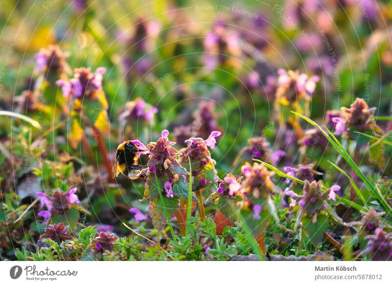 Bumblebee in a meadow illuminated by sunlight to collect nectar. Sunset, warm light bumblebee insect wing flower blossom close-up season agriculture pretty