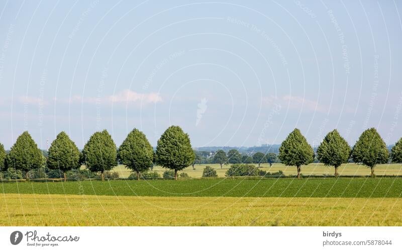 Courage to leave gaps. Missing trees in an avenue, landscape Avenue Gap Row of trees Landscape Summer fields meadows lime trees rural scene Sky Landscapes
