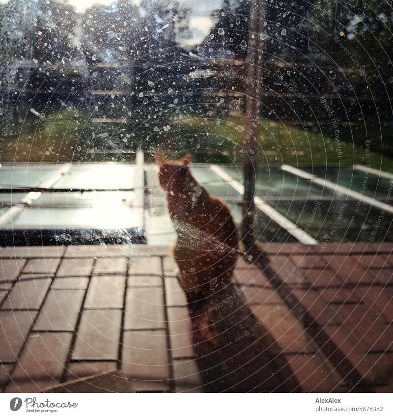 a tomcat with red tabby fur sits on a balcony in the evening sun and is photographed through the dirty balcony door pane hangover Cat Pet Red mackerelled