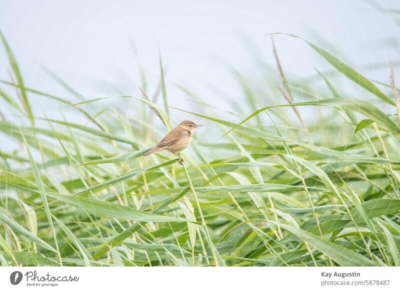 Reed Warbler reed warbler Acrocephalus scirpaceus Bird songbird Bird Photography Nature reserve bird sanctuary colors Reed Grass Zone reed grass Botany flora