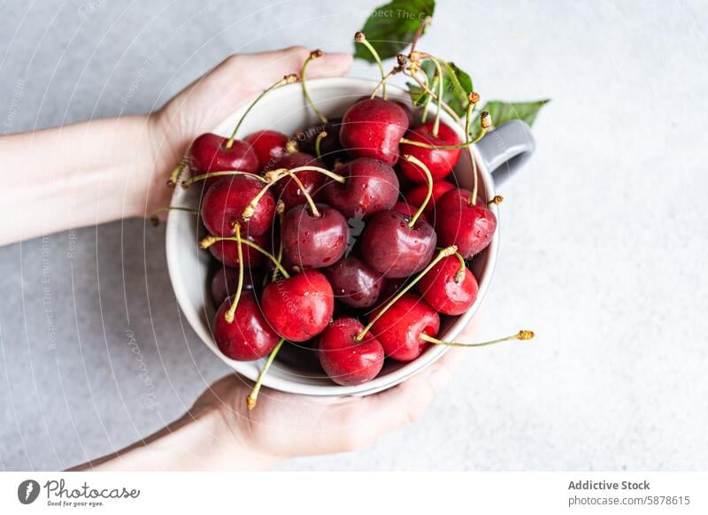 Anonymous cropped peron hands holding a bowl with fresh red cherries cherry fruit ripe top view glossy stem natural light food snack organic dessert summer