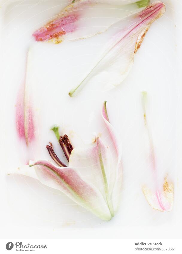 Pale pink lily petals on a clean white background delicate flower artistic arrangement gentle pristine serene mood botanical spring flora decay organic beauty