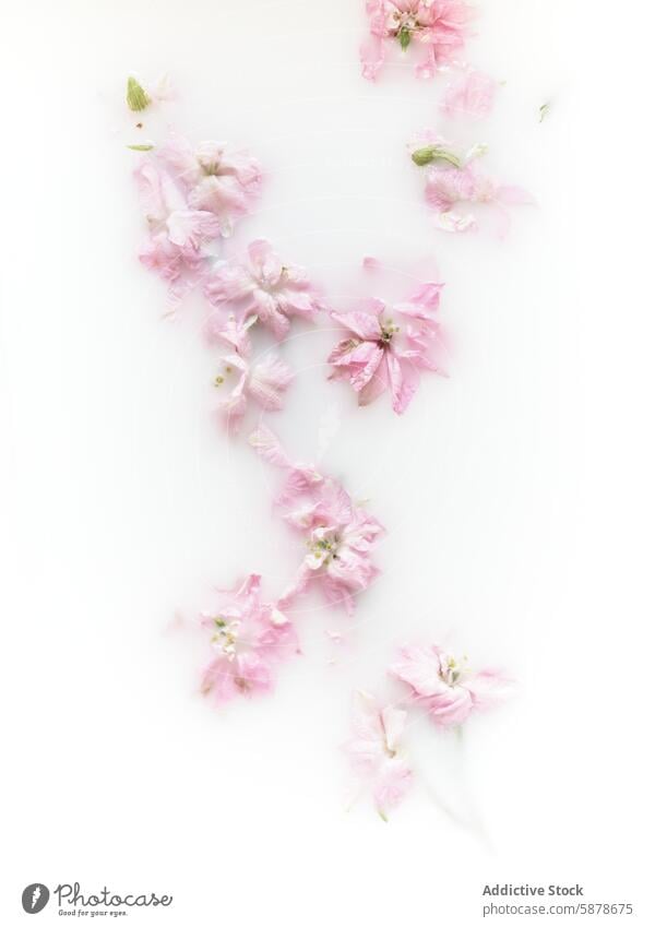 Scattered pink flowers on white background petal bloom spring delicate serene floral arrangement scattered soft pastel nature beauty calm fresh fragile purity