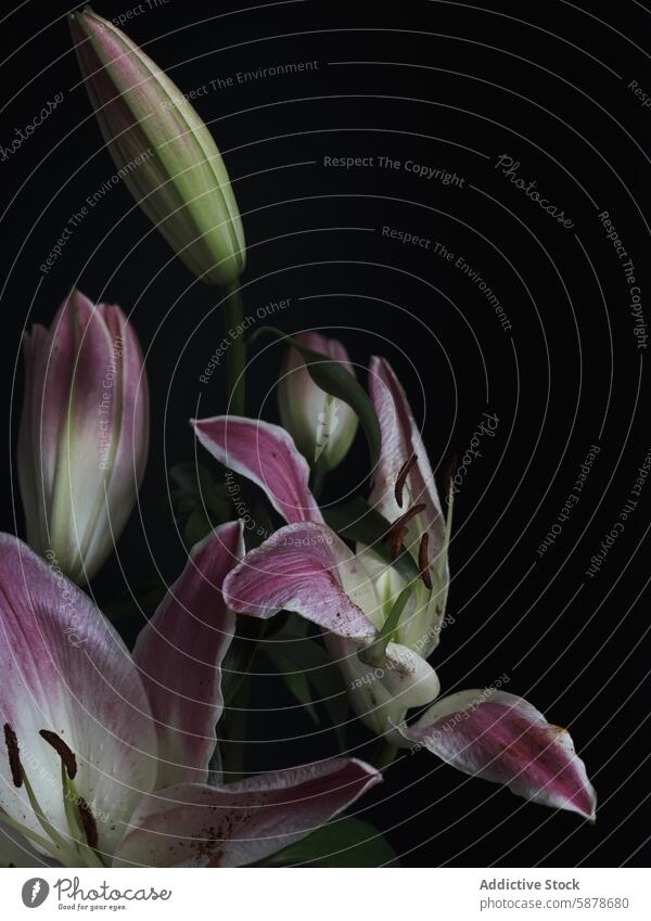 Elegant pink and white lilies on a dark background flower lily black close-up nature beauty bloom blossom petal floral fragile delicate texture shadow light