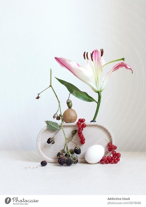 Elegant still life with lily flower and assorted berries berry blackberry currant red stone white composition artistic arrangement delicate flora fauna pink