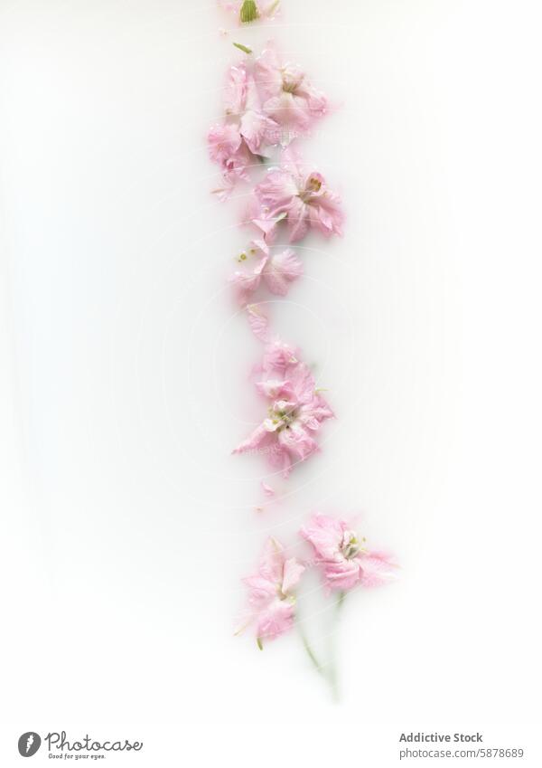 Delicate pink flowers arranged in a vertical line on white delicate background elegance soft serene design accent thematic visual petal bloom botanical nature