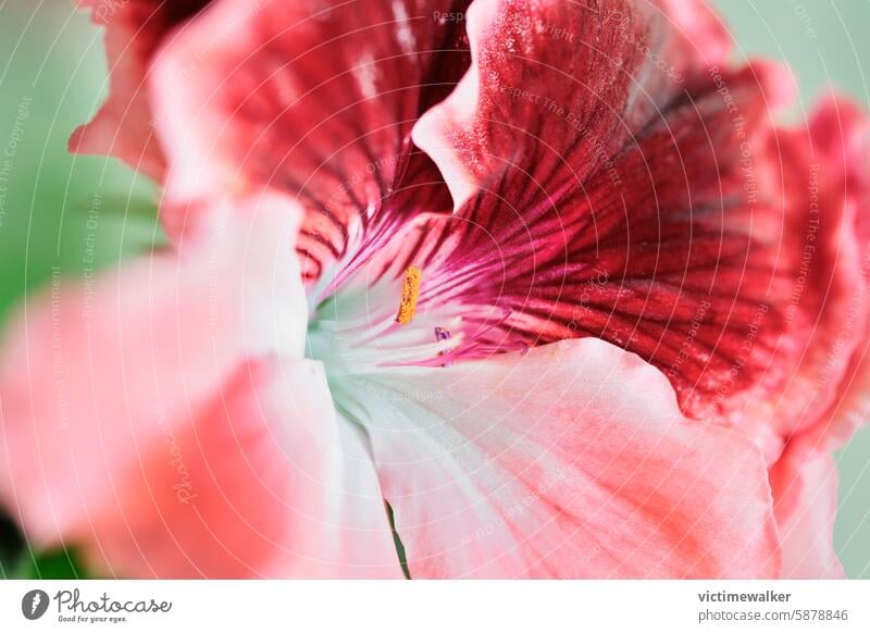 Close up of red flower of geranium nature plant summer background blossom copy space garden spring decoration bloom flora petal closeup decorative day floral