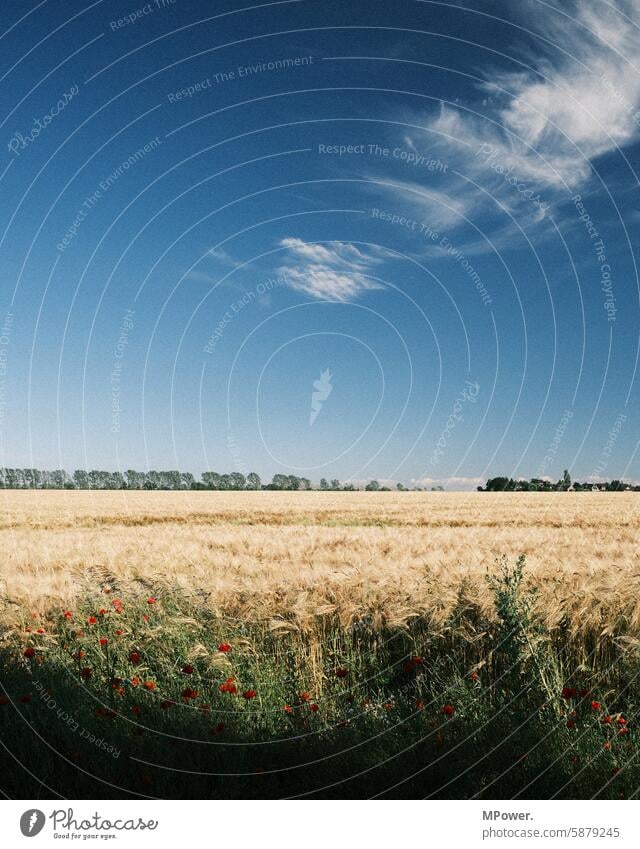 wheat field Wheatfield Agriculture acre agriculture Sky Clouds Field Summer Nature Grain field Blue sky