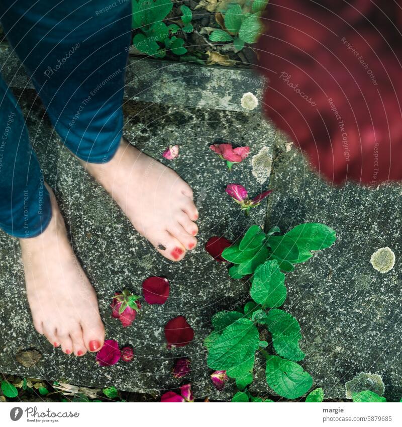 Women's feet barefoot with bow tie Barefoot Feet pink Rose leaves walkway slabs feminine jeans Blossom leave roses Stand Fly Toes Toenail Red Nail polish