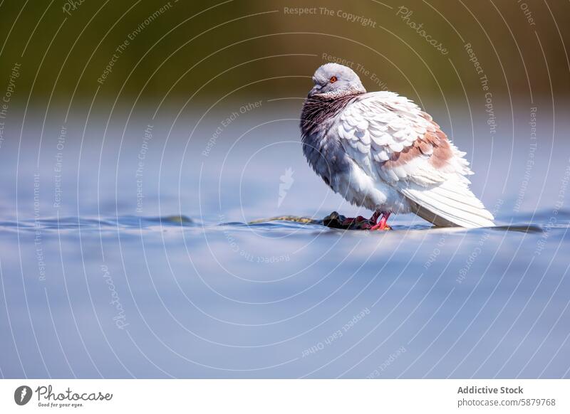 Rock pigeon preening in shallow waters, serene backdrop rock pigeon bird feathers reflection wildlife nature calm aquatic gray white blue background plumage