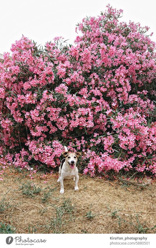 Lush blooming oleander bush and a small dog nearby. Happy dog sits in front of vibrant pink flowering bush. lush portrait plant spring outdoor