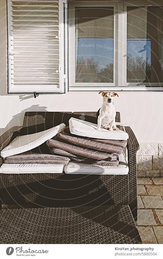 Funny dog sits on top stacked outdoor cushions beside window with white shutters and enjoys sun funny pile pillows sunbathing pet enjoying closed eye wicker