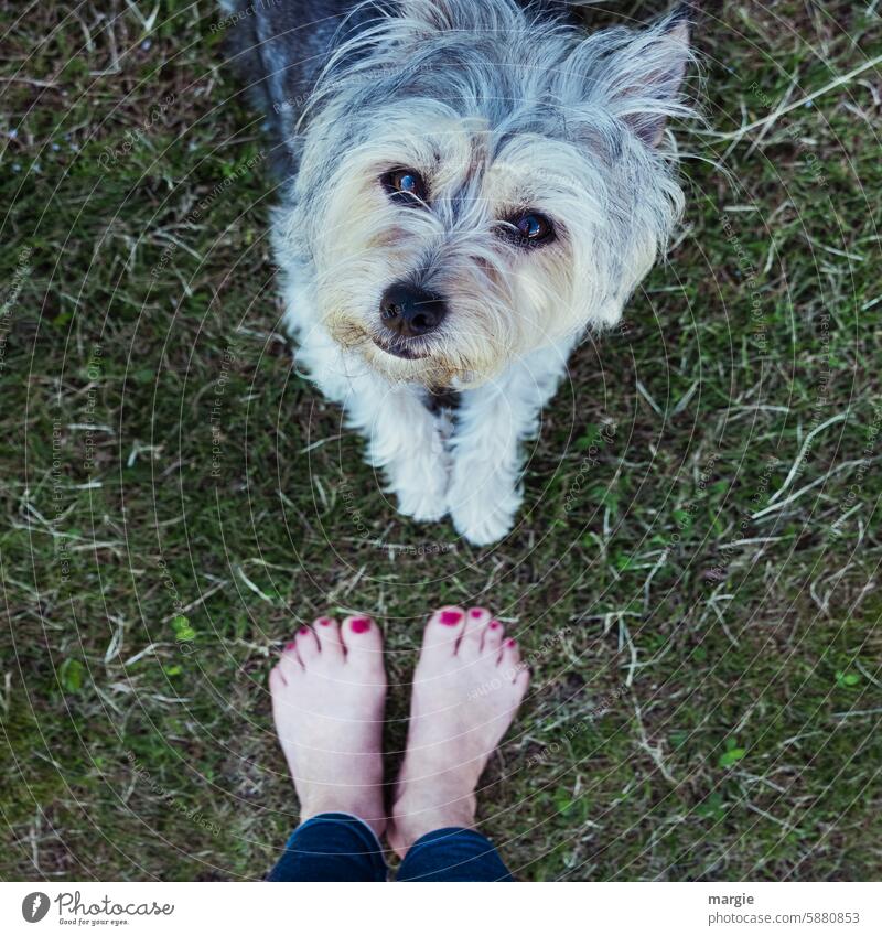 Faithful dog Dog Love of animals Feet on the ground Meadow Lawn Animal Barefoot Animal portrait Animal face Pet Pelt Dog's snout Looking Dog's head Cute Snout