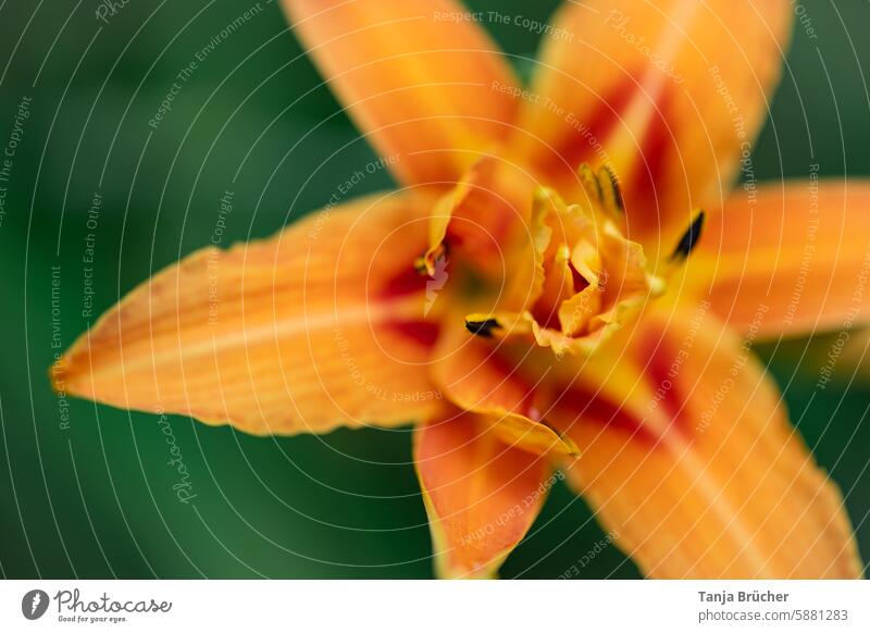 Daylily up close Hemerocallis Daylilies (Hemerocallis) Hemerocallis hybrids Nature Pistil pretty Lily Blossom leave Flower Lilium floral Plant Healing Pollen