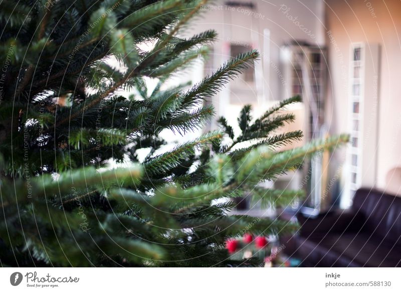 it christmas Lifestyle Living or residing Room Living room Feasts & Celebrations Christmas & Advent Winter Fir branch Fir tree Christmas tree Thorny Green