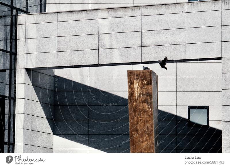 On approach or lines in the city... Pigeons in front of a modern facade with a strong shadow Flying in flight pigeons city pigeons Facade Light Shadow Modern