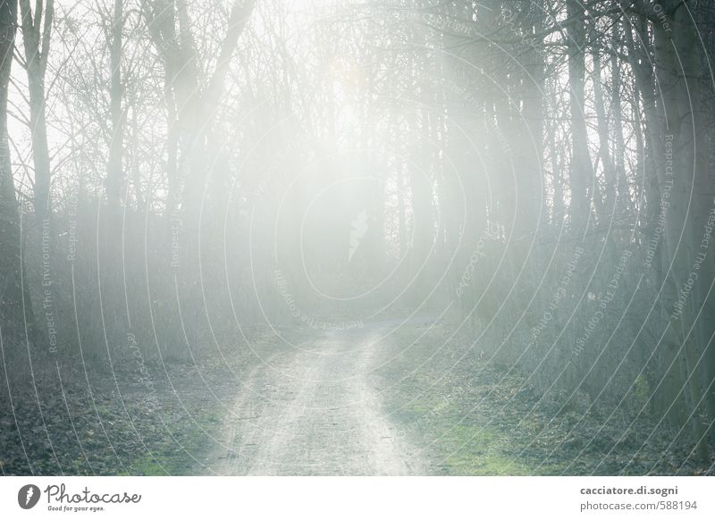 morning walk Landscape Autumn Beautiful weather Fog Forest Lanes & trails Exceptional Fantastic Natural Gray Green Black White Moody Calm Sadness Longing