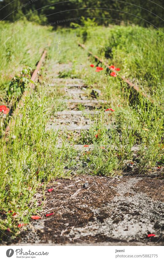 Lost Land Love IV | Poppies on abandoned railroad tracks Poppy Red Track railway tracks grow together Old Railroad tracks Railroad system lost places