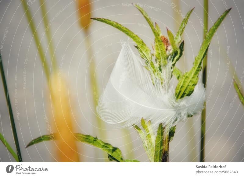 white feather caught on wild plant wild plants grasses nature soft blur summer bird outdoor outdoor shot delicate conservation landscape coastal plant snagged