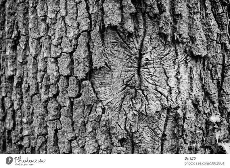 Close-up of a tree trunk in black and white bark Tree bark Tree trunk Branch Scar scarred Black & white photo Contrast Oak tree Nature Wood Forest Growth
