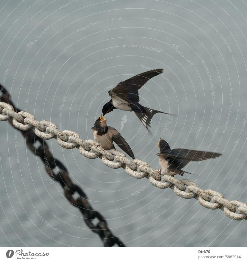 Barn swallow feeds its young in flight Bird Swallow Feeding feeding Chain Young bird Chick Ocean Water coast Harbour Denmark three Begging - Animal behaviour