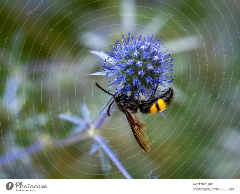 Blue flower with a dagger wasp sitting on it Flower Flowers and plants Blossom Botanical gardens Nature Garden Colour photo Plant Exterior shot flowers