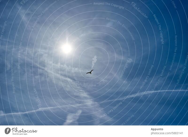 On vacation by the sea! - View of a blue, almost cloudless sky with a single seagull in flight and a wavy white contrail in bright sunshine. Symbolic image