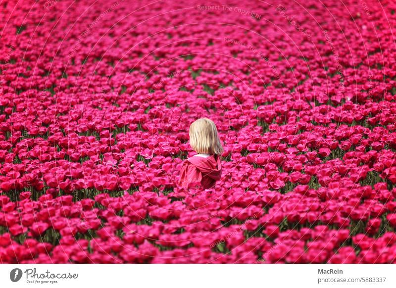 Girl in the tulip field Flower blossoms Blossom more characteristic out one person A human Single person single Human being colors Colour fields Field flora