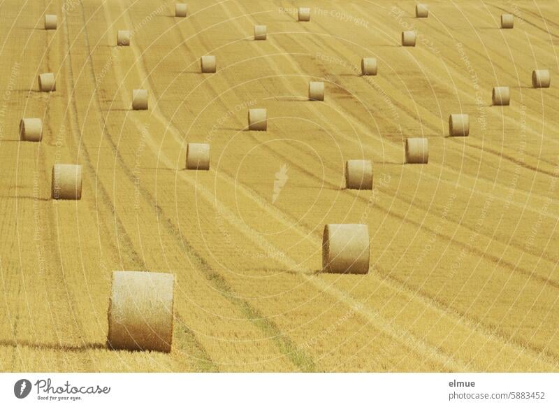 Round bales of straw on a stubble field Round bale of straw Bale of straw round bales bedding Straw harvest season Summer Stubble field Harvest Agriculture