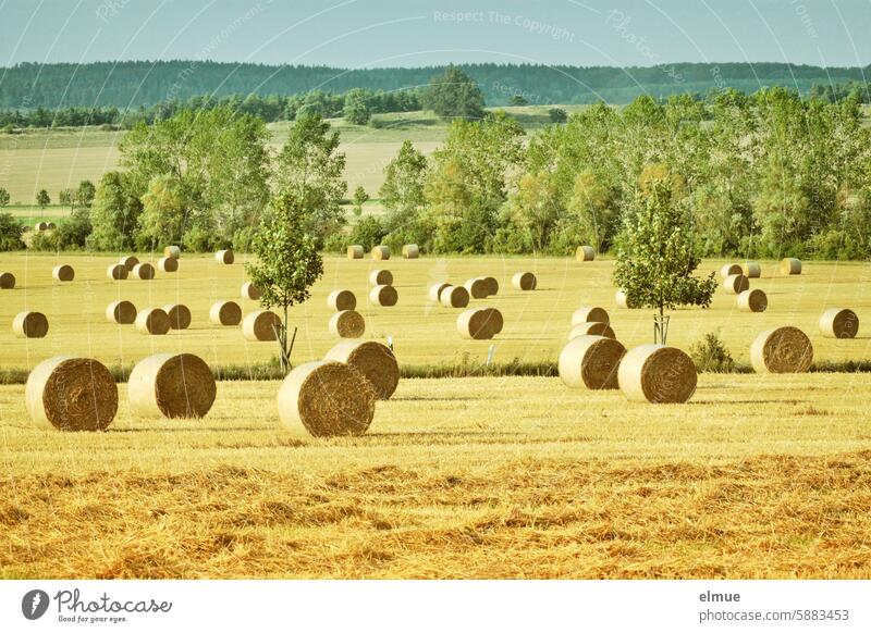 Round bales of straw on stubble fields in a hilly landscape with trees Round bale of straw Bale of straw round bales bedding Straw harvest season Summer