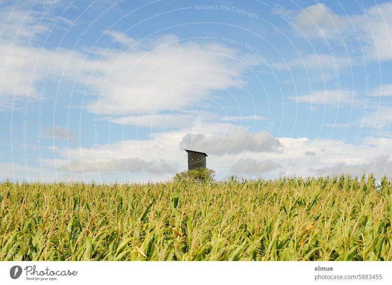 Cornfield with hunter's stand in summer Maize Summer Corn cultivation Hunting stand Hunting Blind Jangd Pulpit high level hide Hunting hide Zea mays Kururuz