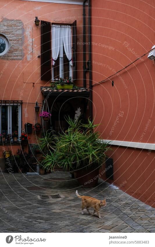 in the alleys of Rimini travel Vacation & Travel Old town Tourism Culture Deserted Italy Manmade structures Alley house wall Facade Colour photo Cat Window