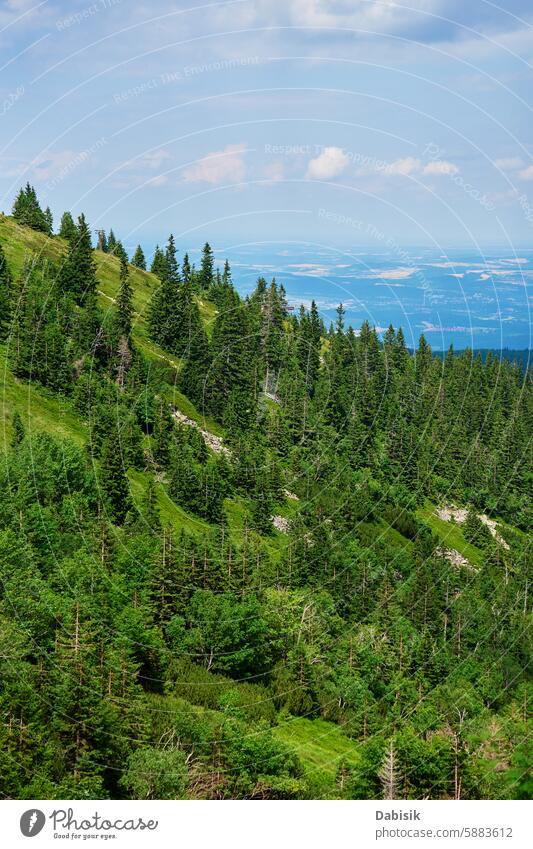 Lush Green Mountain Landscape with Forest Pine Trees mountain landscape forest nature green pine trees scenic hiking adventure travel hill environment highlands