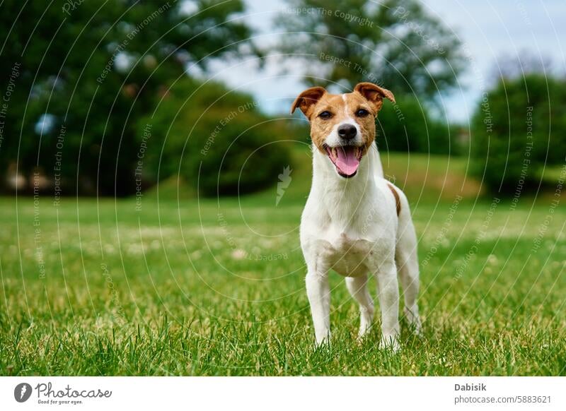 Happy Dog on Green Grass dog tongue green pet jack russell happy looking animal interested attentive active walk park terrier portrait nature lawn smiling grass
