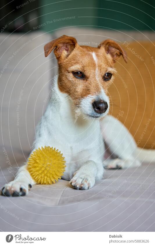 Jack Russell Terrier Dog with Yellow Spiky Ball Toy on Sofa dog toy ball pet home couch cute resting living room playful indoors lounging canine relaxation