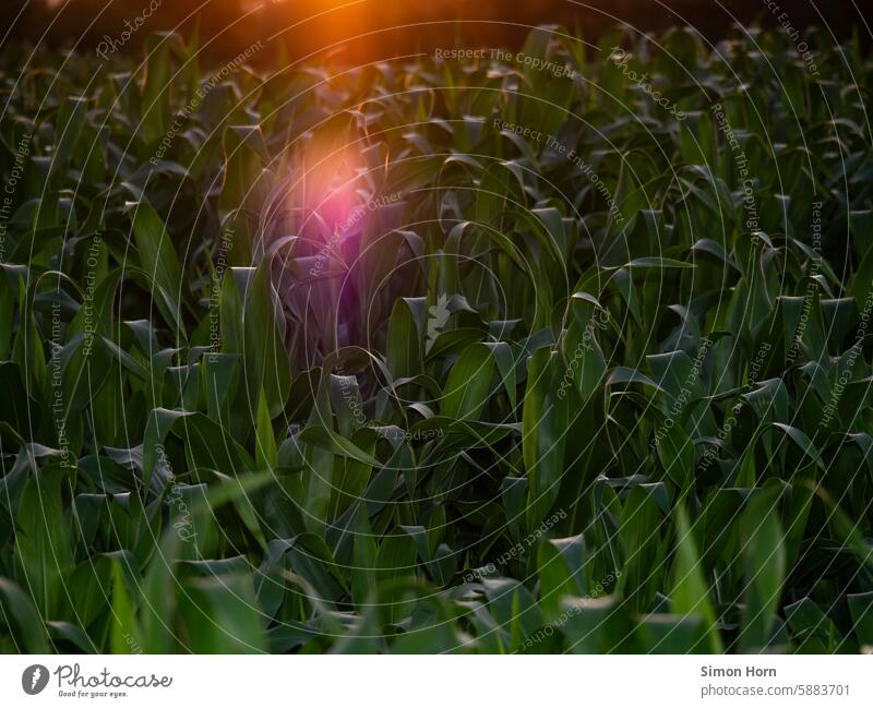 Light reflection of the setting sun over a corn field Sunset light reflex evening mood Summer evening Maize field leaves evening light Evening Moody Agriculture