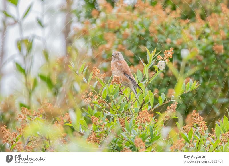 Linnet birdwatching birds Ornithology animal world Colour photo Exterior shot Feather Bird Nature Animal Beak plumage Environment fauna naturally background